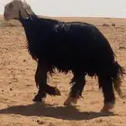 فحل نجدي