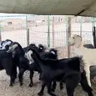 جفار العدد 11