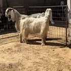 معزاء عوارض