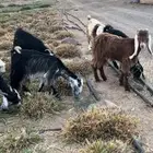 معزاء للبيع - تم البيع