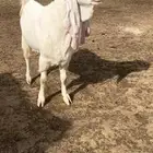 للبيع تيس ابيض ابرص مطور