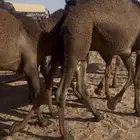 قعدان لبانيه حدر امهاتها