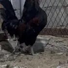 ديك بلدي مرتب وديك حبحبي