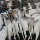 تيوس مرباه 4 شهور