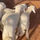 طليان حري العمر 4 شهور الموقع مرات تم البيع خارج الموقع