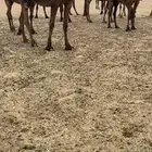 فحل مجهم طيب للبيع
