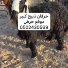 خرفان ذبيح طيبه