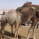 حاشي لبان