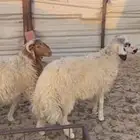 ذبايح خرفان جدعان