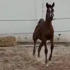 مهر عربي