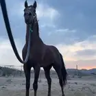 حصان للبيع