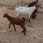 5 من المعزا فيها 2 ولد