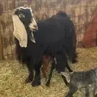 للبيع عنز يتبعها ثلاثه