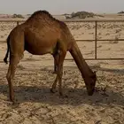 للبيع قعود العمر حول 8شهور