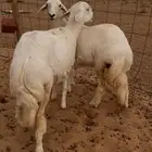 رخال مقاني جذعات ذبايح