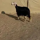 رخل نجديه دافع ( تم البيع )