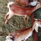 تيس وجفرتين