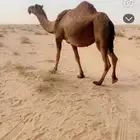 ناقه صفر ملاقي