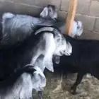 معزاء للبيع
