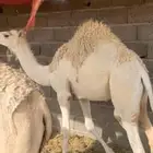حاشي طيب