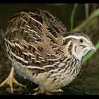 سمان فري مريعي سوبر جامبو