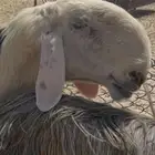 فحل صنف منتج نوادر