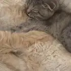 قطط للتبني بسبب السفر