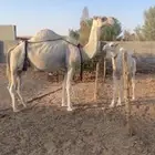 ناقه عشراء حدرها بكره باتليه كفو للبيع