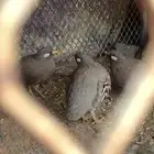 حجل للبيع ذكور العدد 4 الحد 200