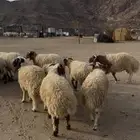 خرفان نعيم طليان