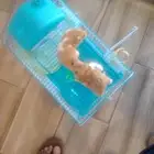 هامستر   انتاج ذكر و انثى مع جميع الملحقات و الأكل