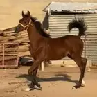 للبيع مهر