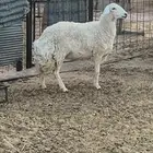 رخل كفو الي يبي يذبح ولا يقني الظهر مقفل