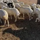 ذبايح حرية طيبه