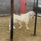 فحل مصري معزا