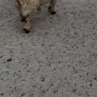 جذعان نعيم بلدي