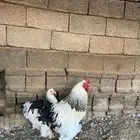 ديك ودجاجه براهمه كولمبي