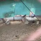 قهبي للبيع