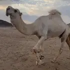 جمل اوضح علياني