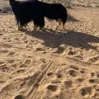 للبييعع شياه نجد خصم