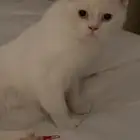 قطه ضائعه