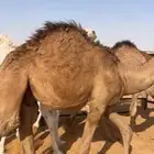 مفاريد طيبه