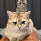 تزاوج قطط