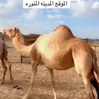 ناقه ميت ولدها قبل امس كفو ديسها وطيبه