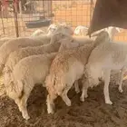 غنم حريات العدد 10 جذعات وثنوات ب الفحل وجذع