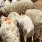 برابر مرابي فيه غير ذولي واطييب مذبوح وموصل لحمه شرط