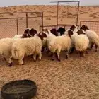 بهم نعيم