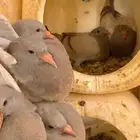 زغاليل
