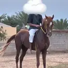 حصان كفوو