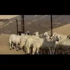 ضان صفر وحرش